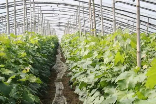 大棚葡萄各時期控溫要點(diǎn) 完全版