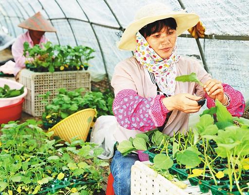 做農(nóng)產(chǎn)品銷售奠定創(chuàng)業(yè)基礎(chǔ),90后畢業(yè)生實(shí)現(xiàn)自己的創(chuàng)業(yè)夢想